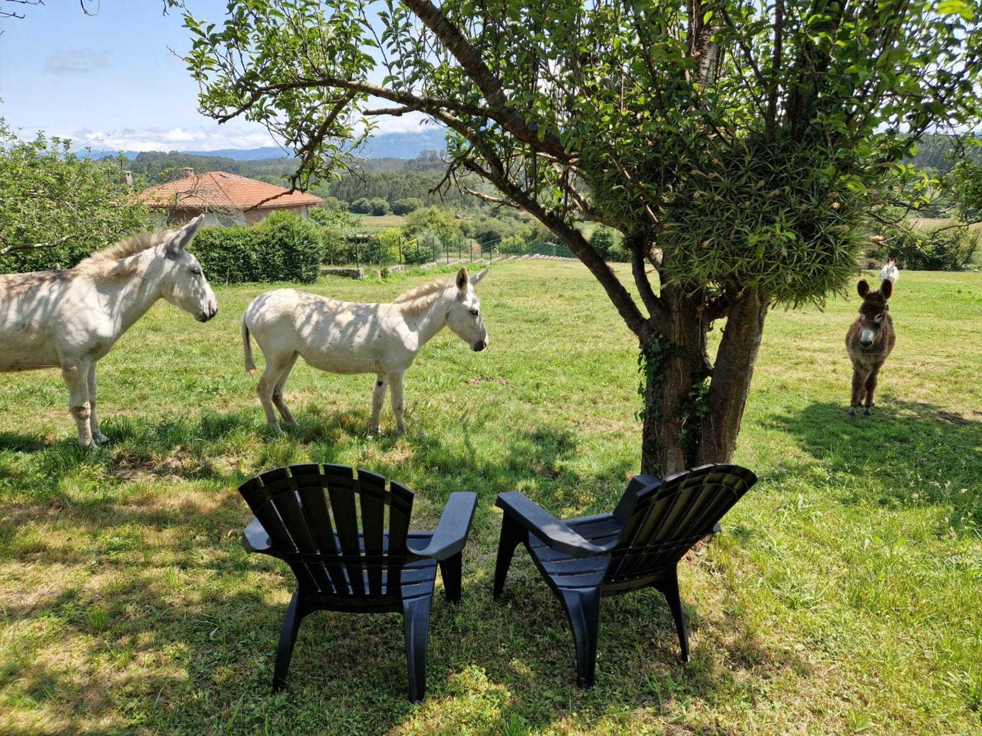 Turismo Rural El Piensu Villaviciosa  Eksteriør billede