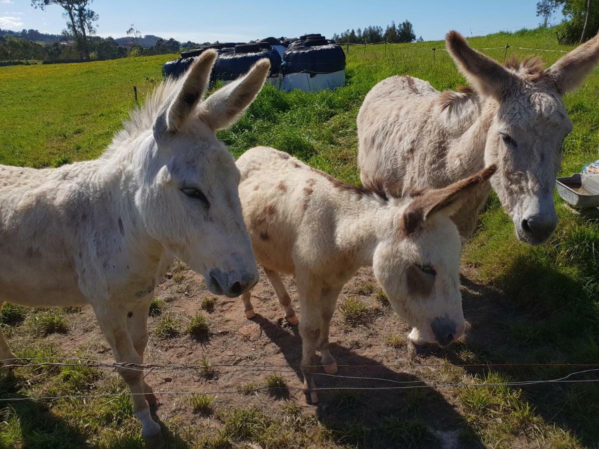 Turismo Rural El Piensu Villaviciosa  Eksteriør billede